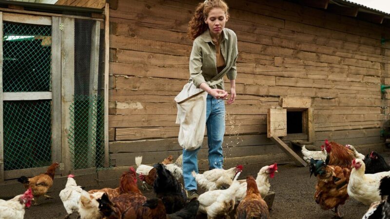 Domowy chów brojlerów – jak osiągnąć szybki przyrost?