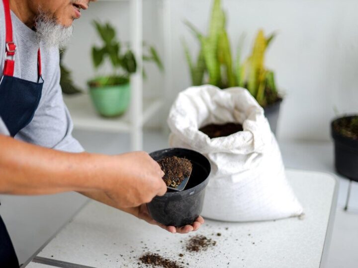 Domowy nawóz do anturium – proste przepisy i sposób stosowania