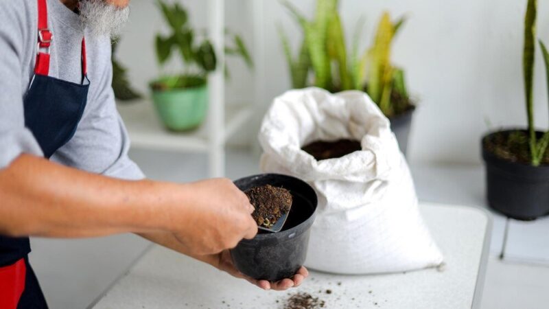 Domowy nawóz do anturium – proste przepisy i sposób stosowania