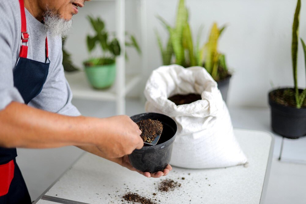 Domowy nawóz do anturium – proste przepisy i sposób stosowania