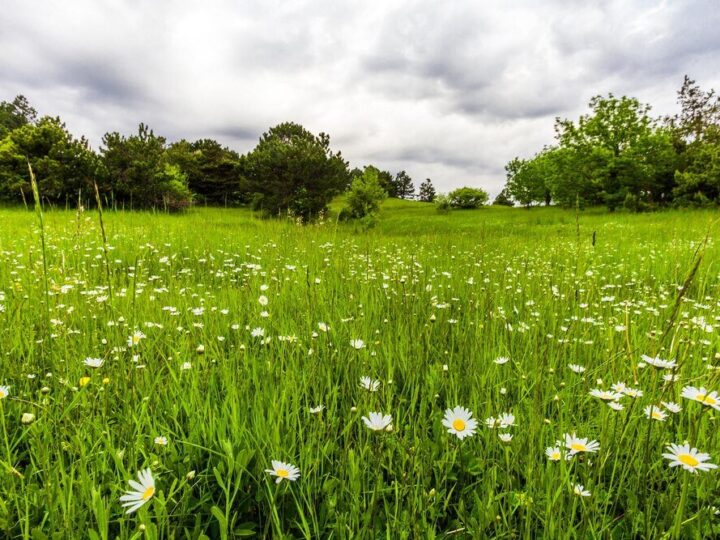 Drugi pokos łąki – jak zwiększyć plon i jakość siana
