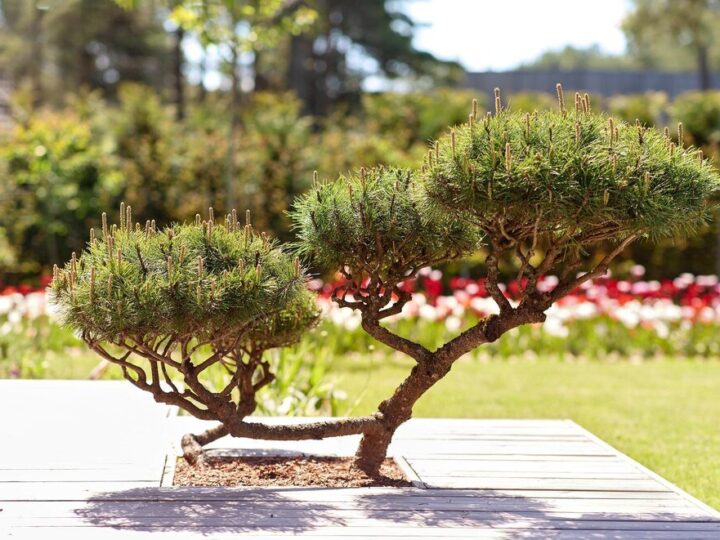 Drzewa ozdobne do 2 metrów – małe ogrody i balkony