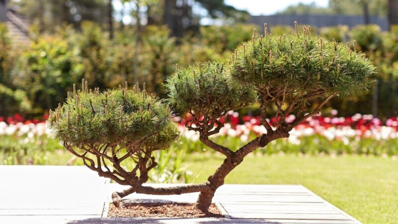 Drzewa ozdobne do 2 metrów – małe ogrody i balkony