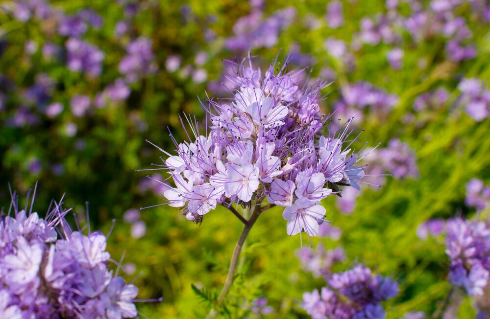 Facelia czy gorczyca na poplon – co wybrać?