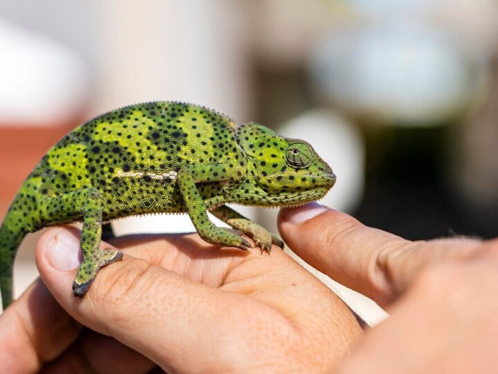 Gekon orzęsiony – hodowla krok po kroku