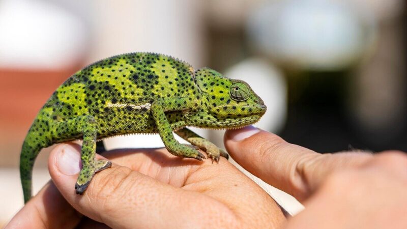 Gekon orzęsiony – hodowla krok po kroku