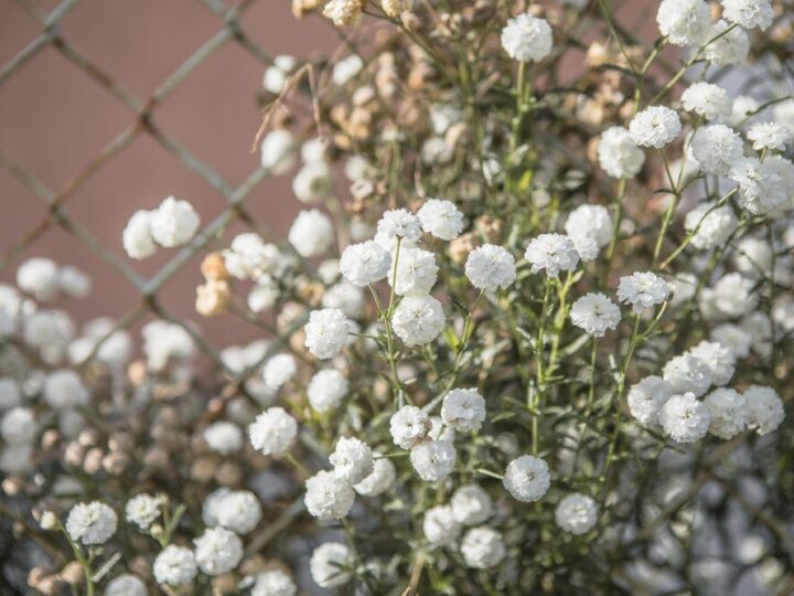 Gipsówka w ogrodzie – sadzenie, pielęgnacja i zastosowanie