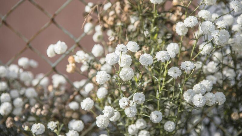 Gipsówka w ogrodzie – sadzenie, pielęgnacja i zastosowanie