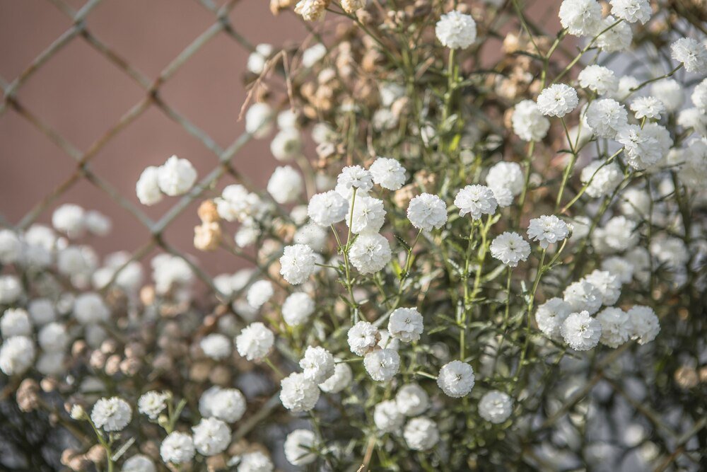 Gipsówka w ogrodzie – sadzenie, pielęgnacja i zastosowanie