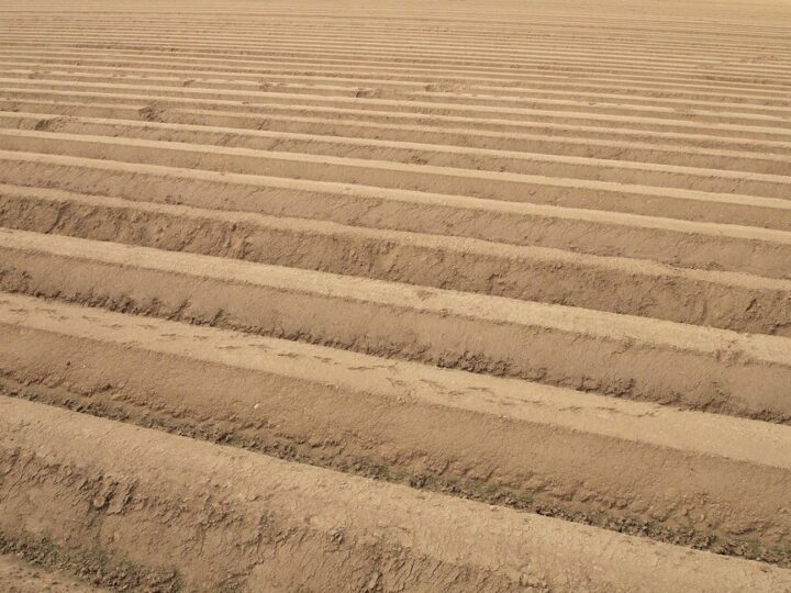 Gleby bielicowe – właściwości, występowanie, uprawa