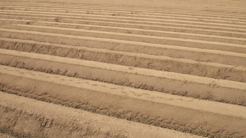 Gleby bielicowe – właściwości, występowanie, uprawa