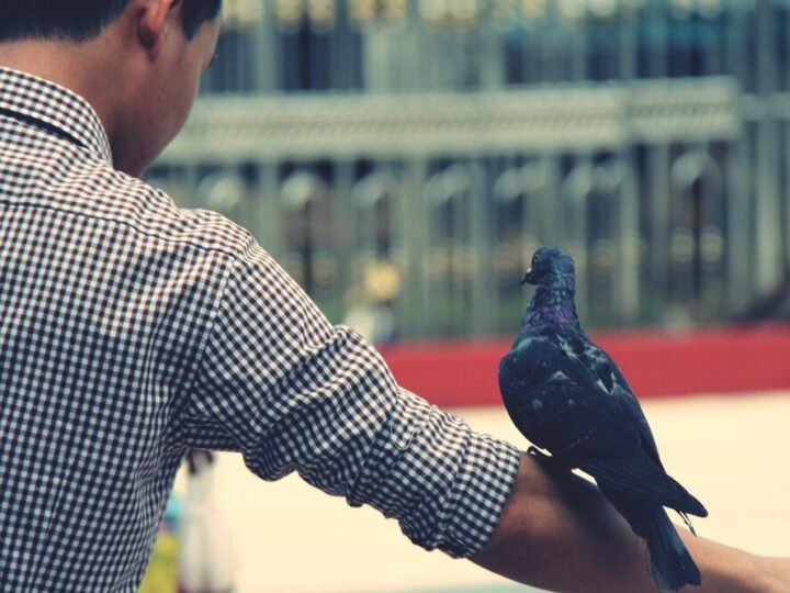 Hodowla gołębi pocztowych – porady dla początkujących hodowców