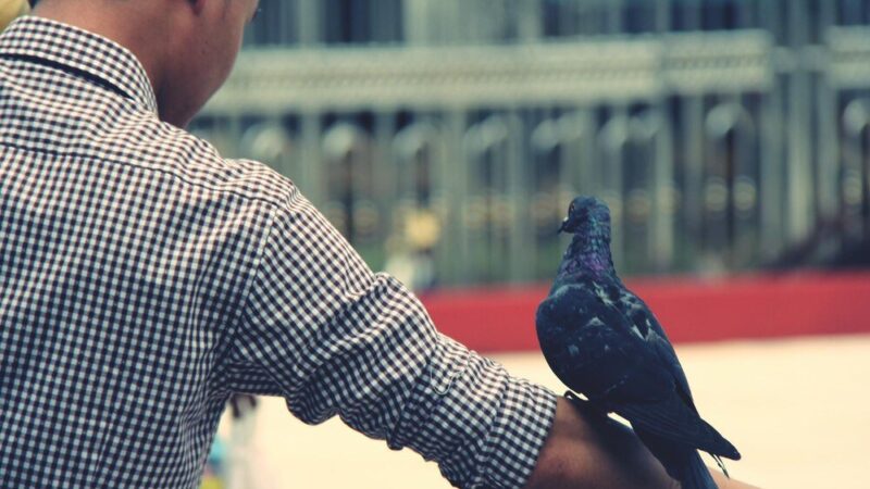 Hodowla gołębi pocztowych – porady dla początkujących hodowców