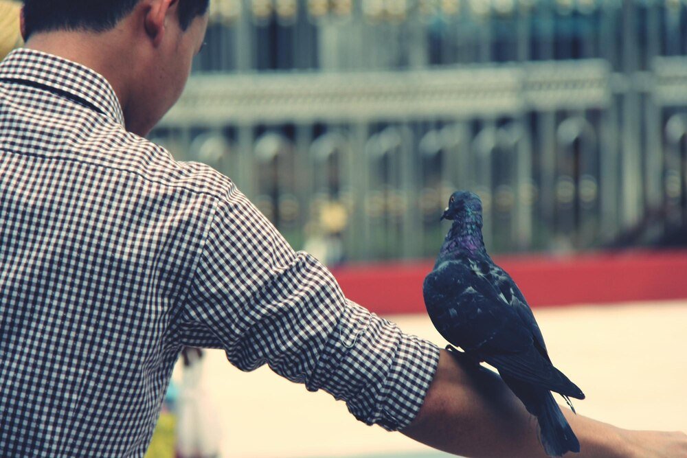 Hodowla gołębi pocztowych – porady dla początkujących hodowców