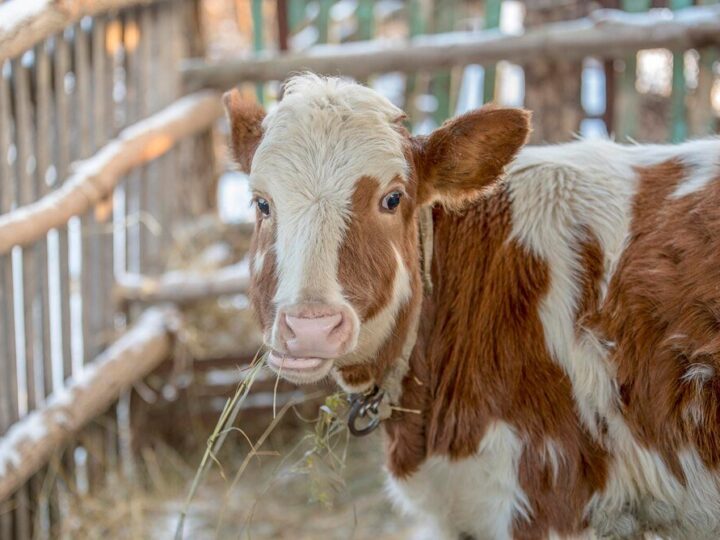 Hodowla młodych zwierząt – zasady i wyzwania