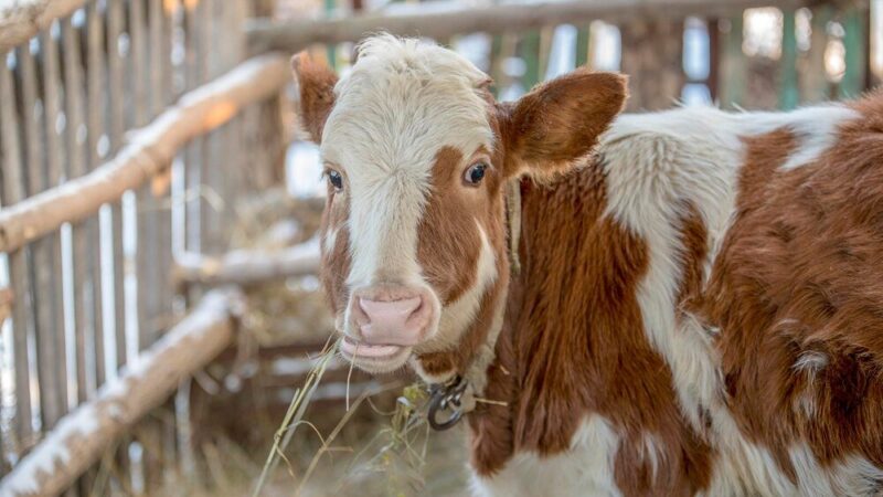 Hodowla młodych zwierząt – zasady i wyzwania