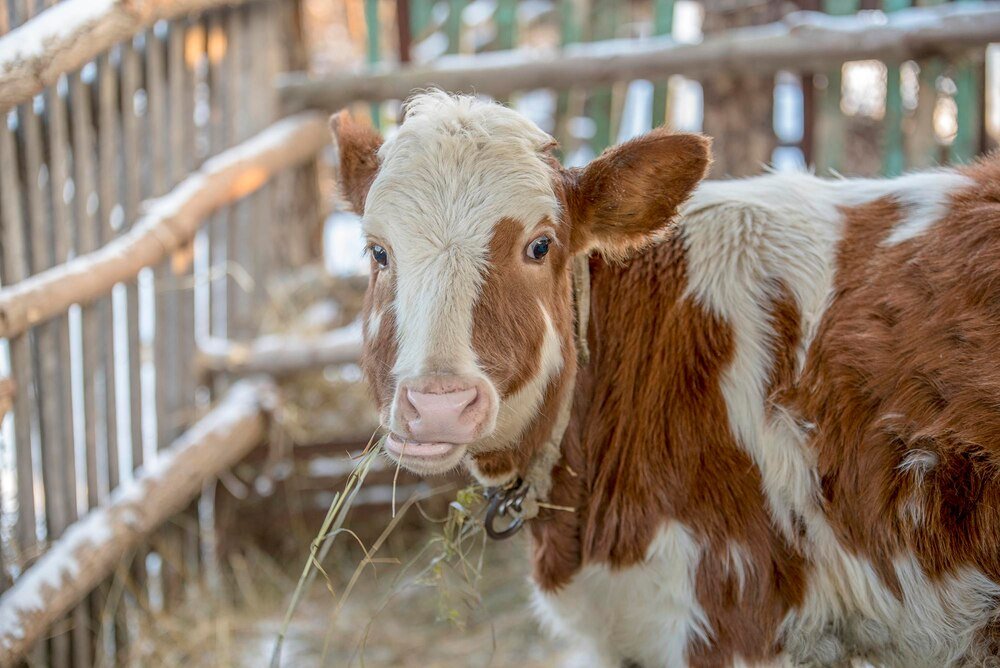 Hodowla młodych zwierząt – zasady i wyzwania