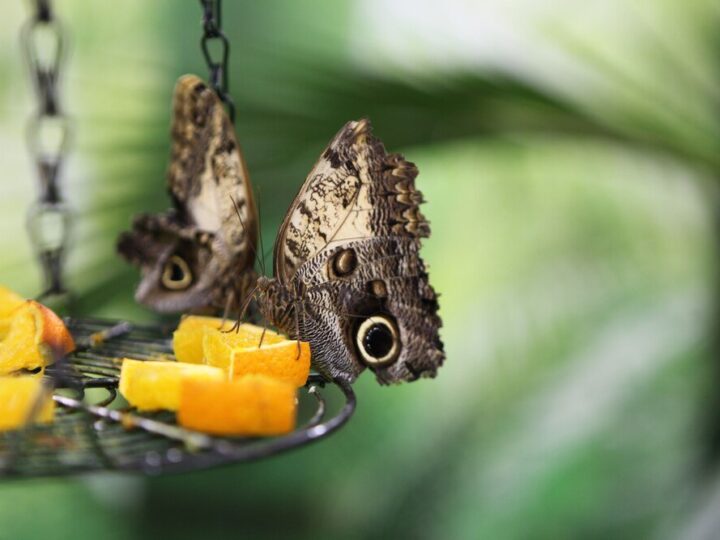 Hodowla motyli – jak zacząć w domu?