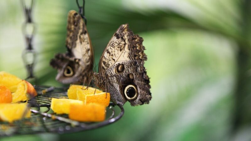 Hodowla motyli – jak zacząć w domu?