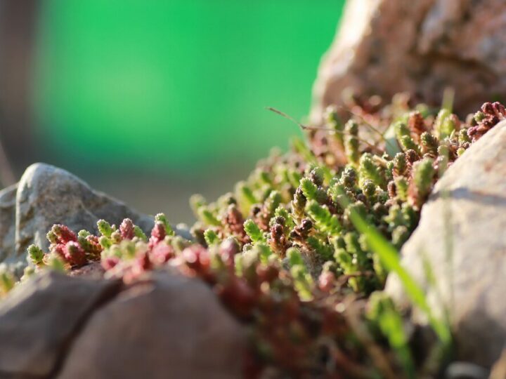 Hodowla mrówek – od czego zacząć w domu