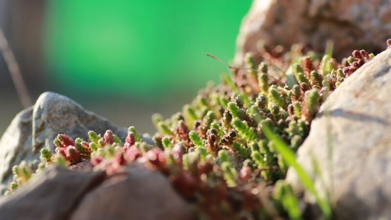 Hodowla mrówek – od czego zacząć w domu