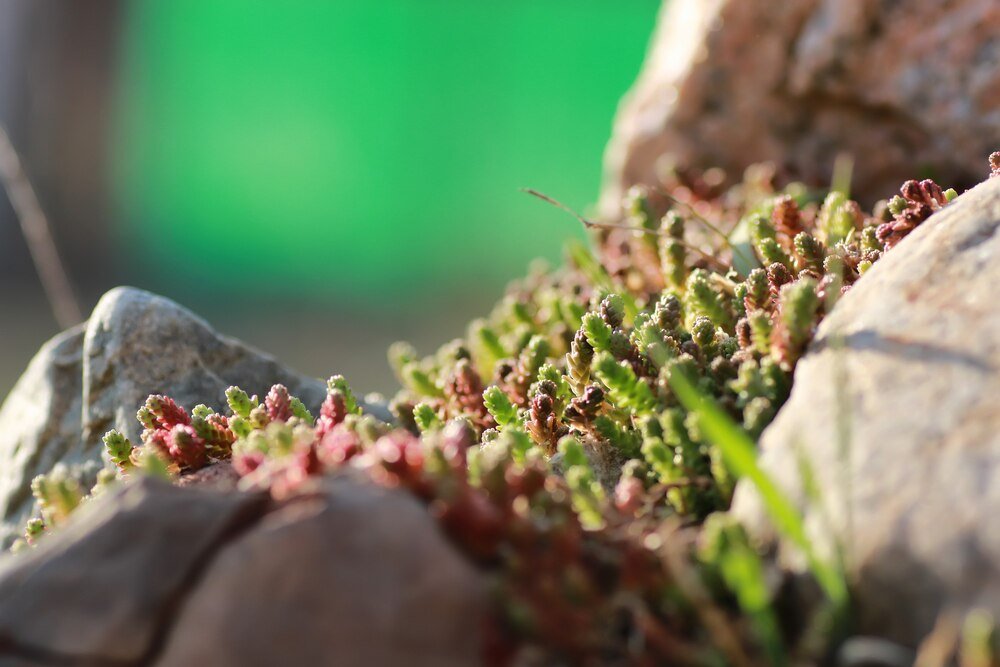 Hodowla mrówek – od czego zacząć w domu