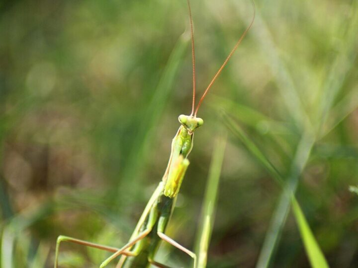 Hodowla patyczaków w domu – warunki i porady