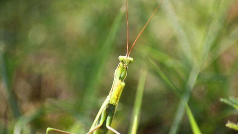 Hodowla patyczaków w domu – warunki i porady