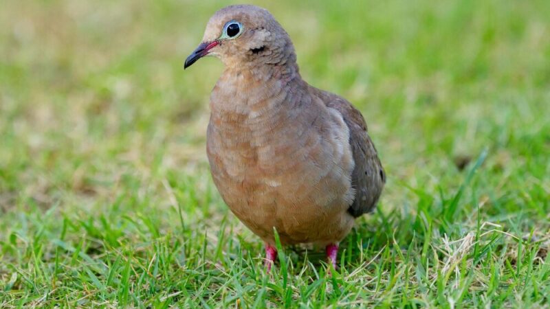 Hodowla przepiórek – jak zacząć krok po kroku