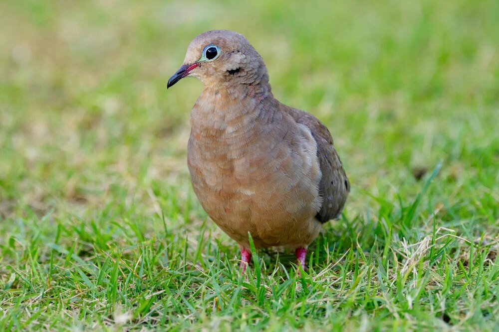 Hodowla przepiórek – jak zacząć krok po kroku