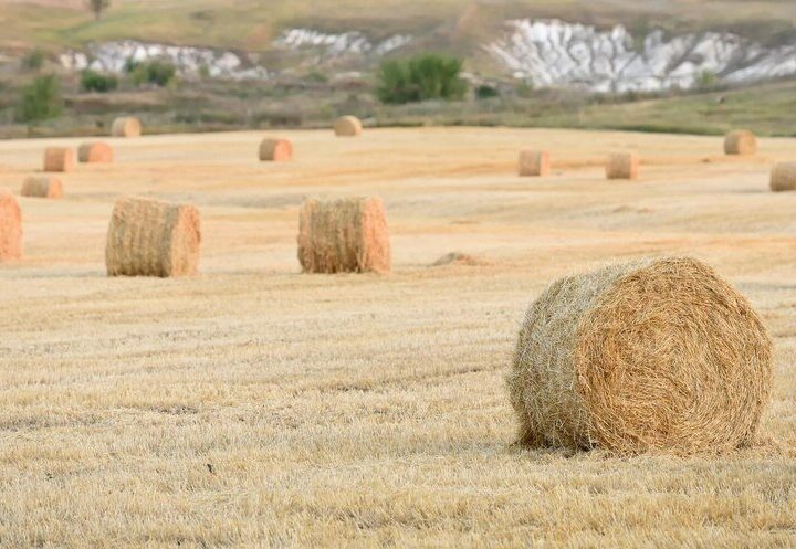 Ile kosztuje bela siana – orientacyjne ceny i co je kształtuje