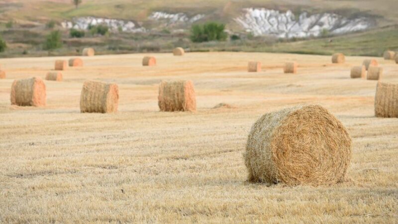 Ile kosztuje bela siana – orientacyjne ceny i co je kształtuje