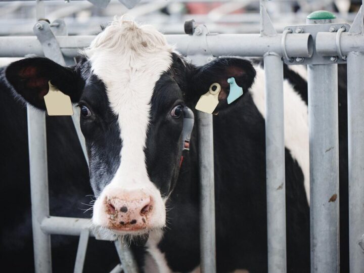 Ile kosztuje krowa mleczna – orientacyjne ceny i co na nie wpływa