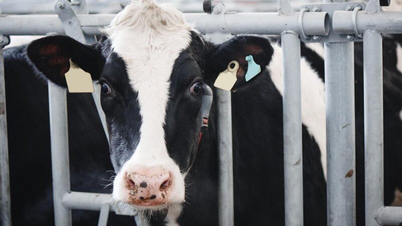 Ile kosztuje krowa mleczna – orientacyjne ceny i co na nie wpływa