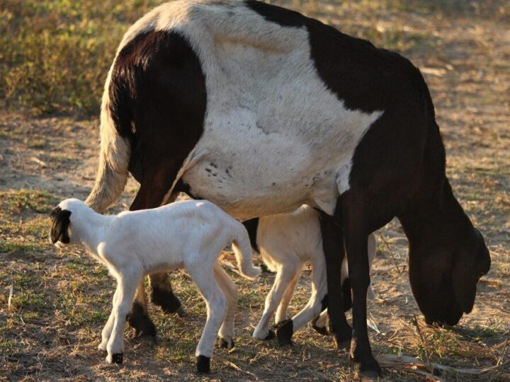Ile trwa laktacja u krowy – etapy i praktyczne wskazówki