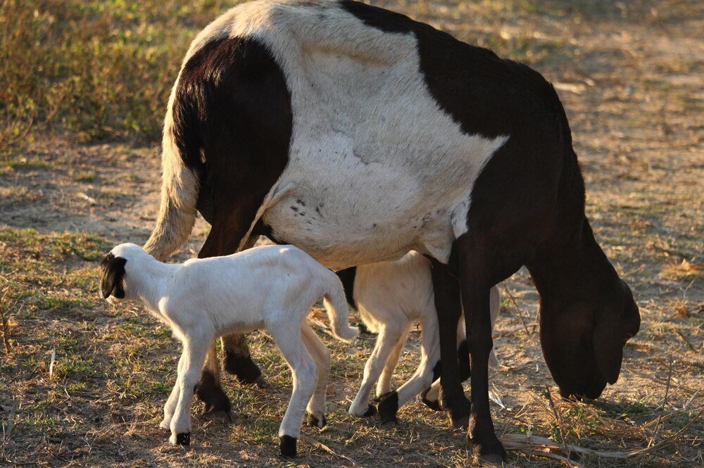 Ile trwa laktacja u krowy – etapy i praktyczne wskazówki