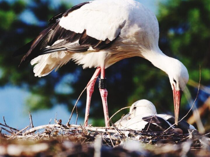 Ile żyje bocian – etapy życia i ciekawostki