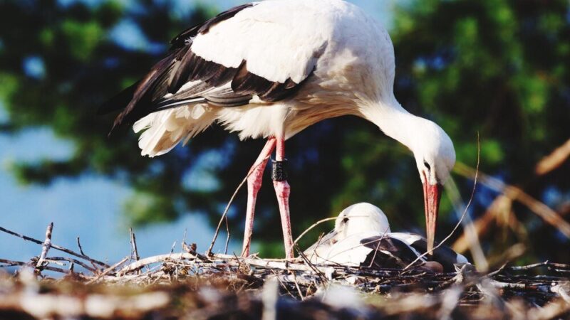 Ile żyje bocian – etapy życia i ciekawostki