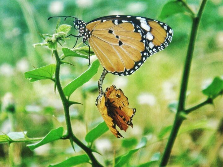 Ile żyje motyl – etapy życia owada