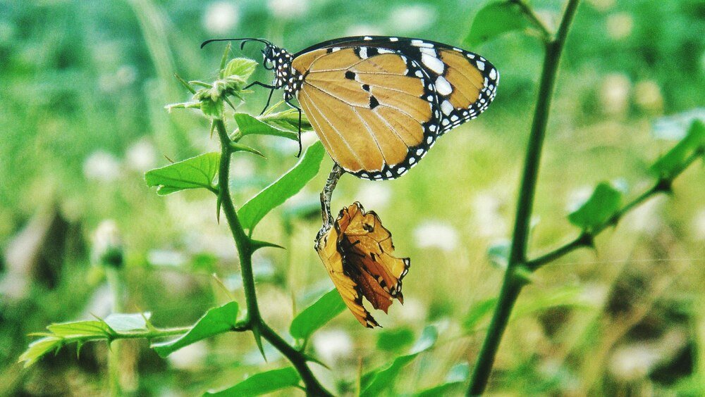 Ile żyje motyl – etapy życia owada