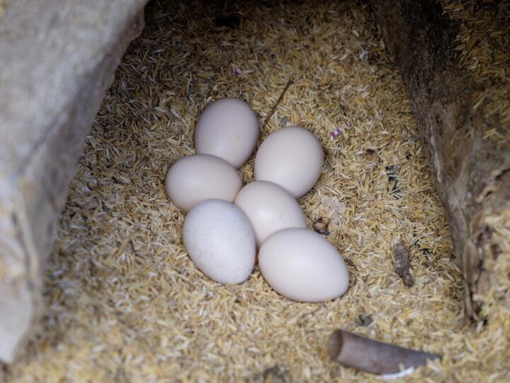 Inkubacja jaj kurzych – czas trwania i optymalne warunki
