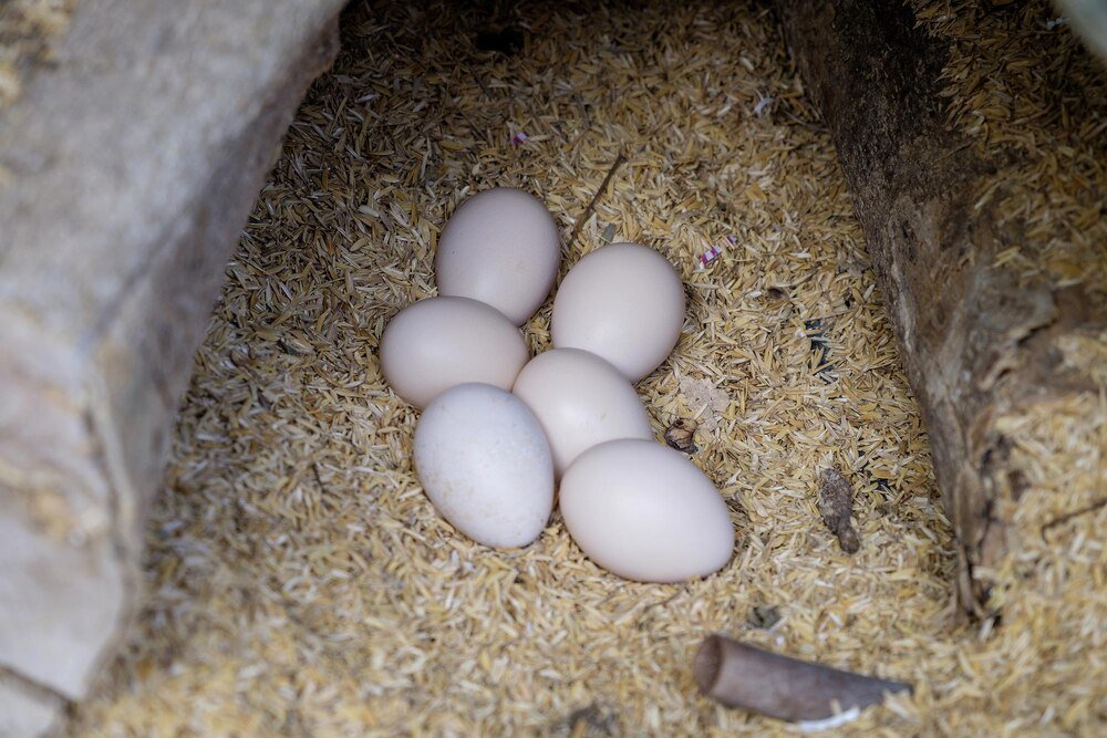Inkubacja jaj kurzych – czas trwania i optymalne warunki