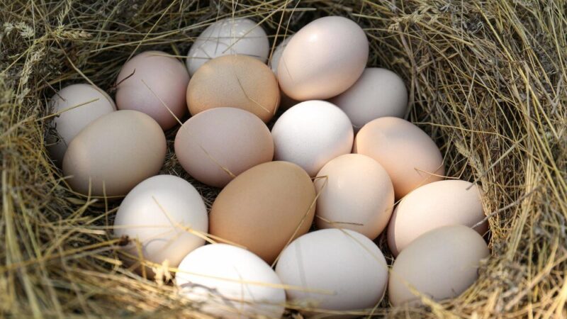 Jak długo kura znosi jajka w domowym chowie?