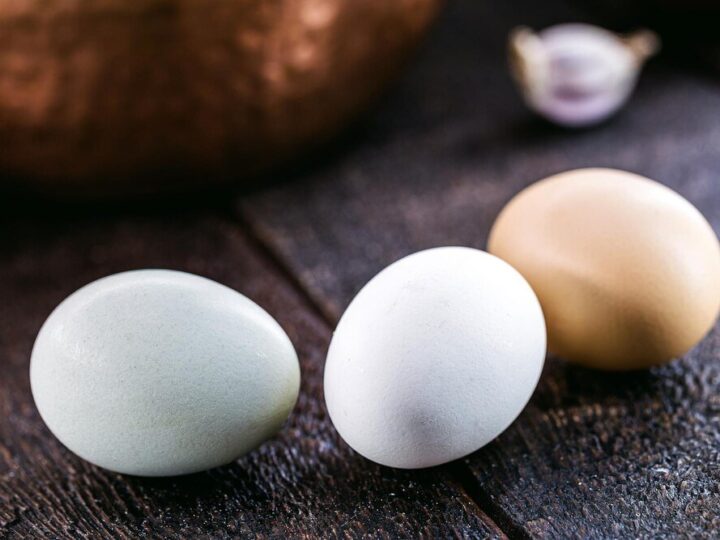 Jak długo kura znosi jajka? W jakim wieku kura przestaje się nieść?