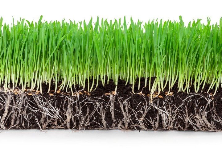 Jak długo wschodzi trawa – etapy i możliwe problemy