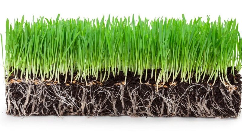 Jak długo wschodzi trawa – etapy i możliwe problemy