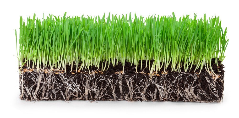 Jak długo wschodzi trawa – etapy i możliwe problemy