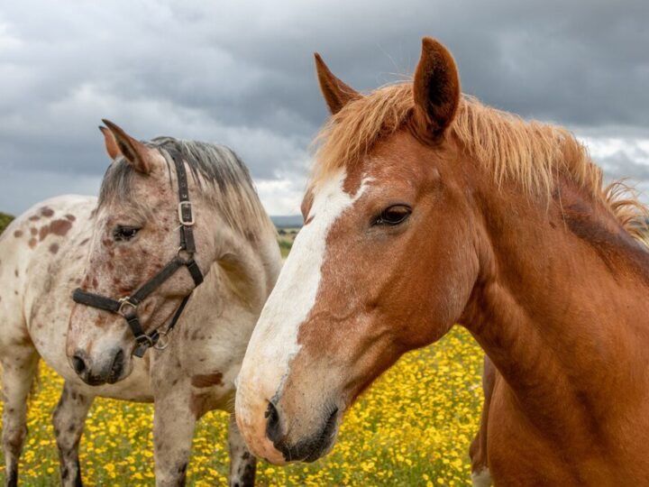 Jak długo żyją konie?