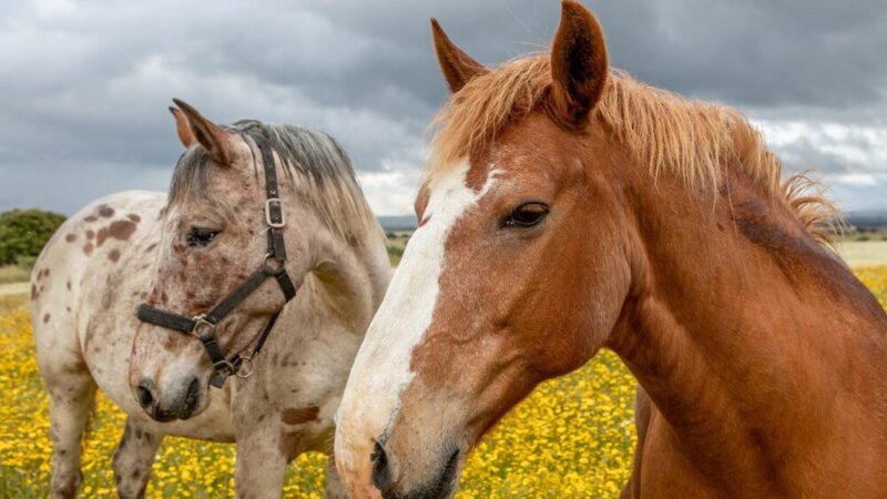 Jak długo żyją konie?
