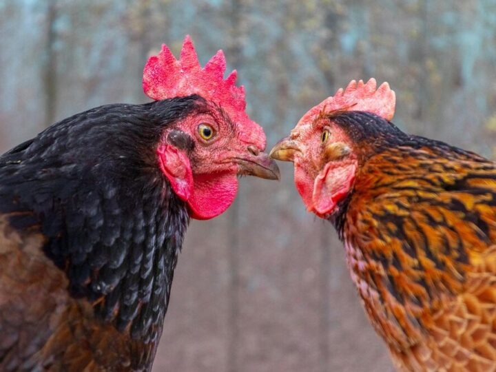 Jak kogut zapładnia kurę – proces rozmnażania kur